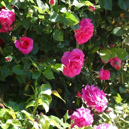 Bed and Breakfast Marines Aigues-Mortes