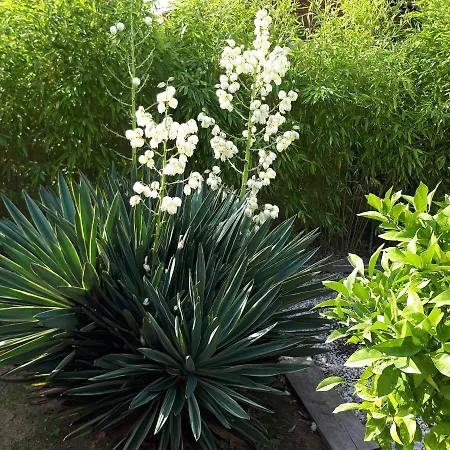 Marines Aigues-Mortes