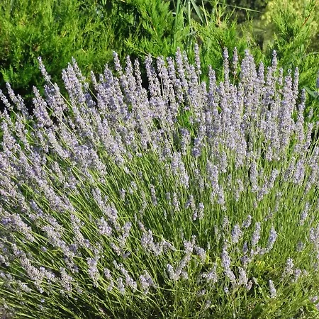 Marines Bed and Breakfast 3*