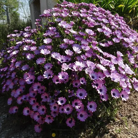 Marines Aigues-Mortes