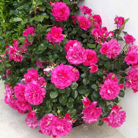 Marines Bed and breakfast Aigues-Mortes
